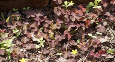 Nejlepší způsoby, jak se zbavit kyseliny v oblasti